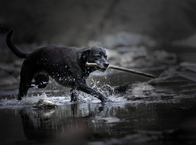 cane in acqua repossi