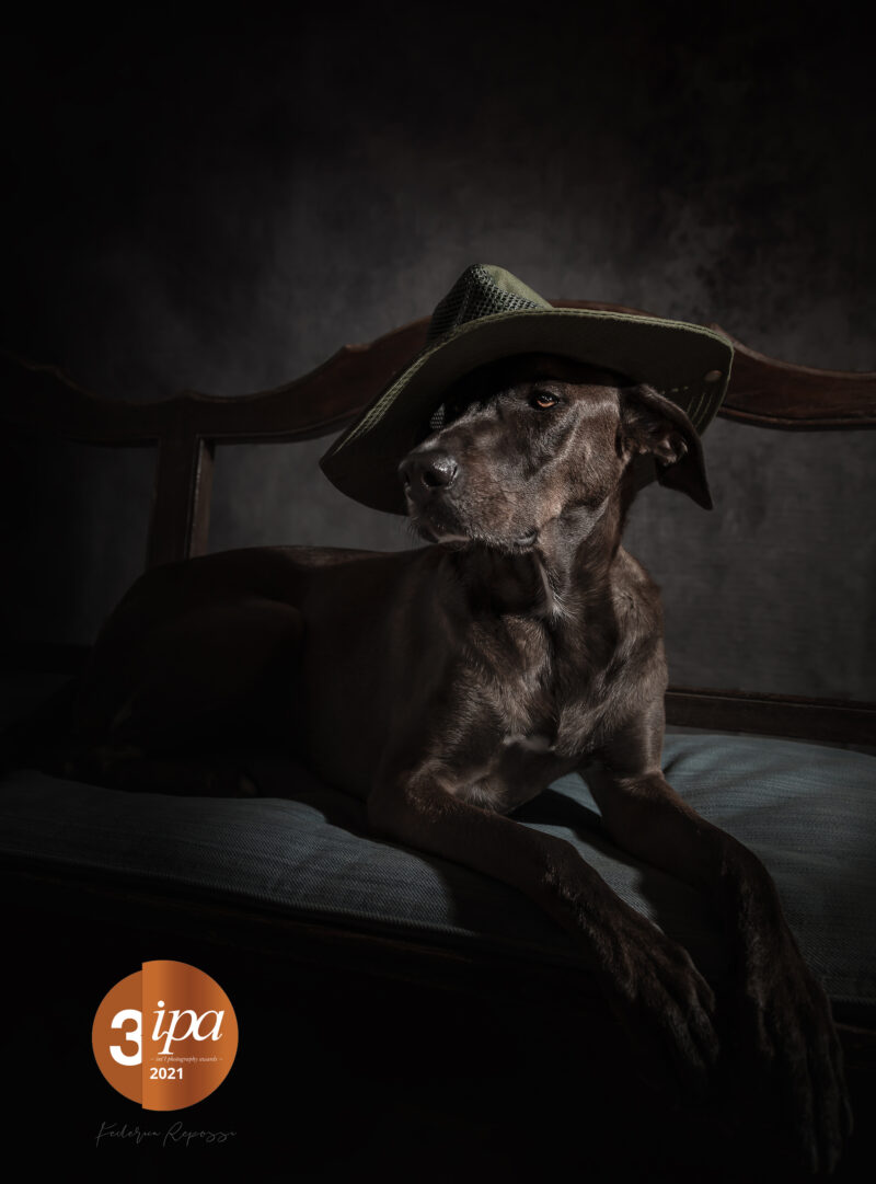federica repossi dog photography genova award