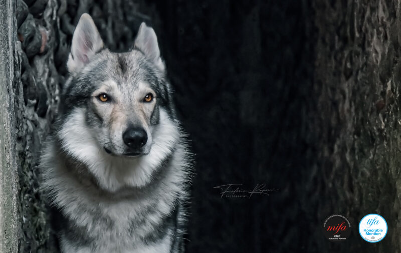 federica repossi foto cani liguria award
