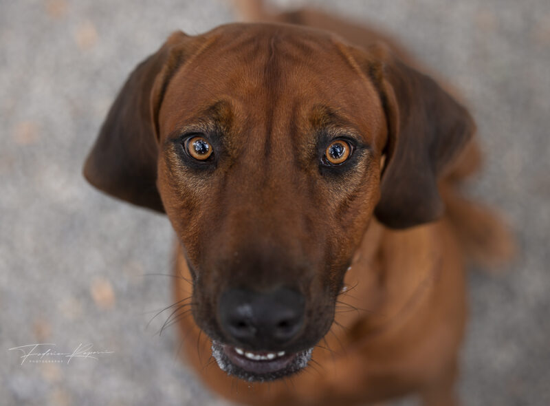 fotografo amatoriale cani genova