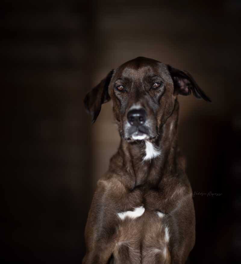 fotografo amatoriale cani liguria