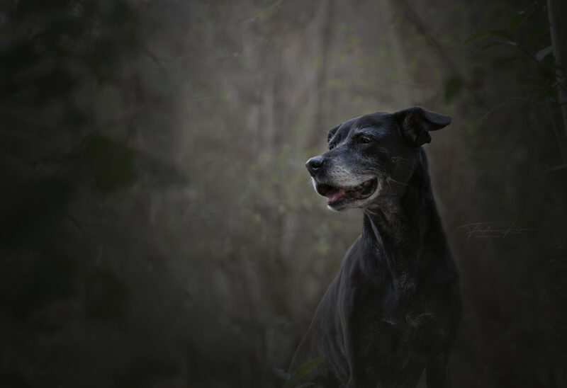 ritratto cane genova