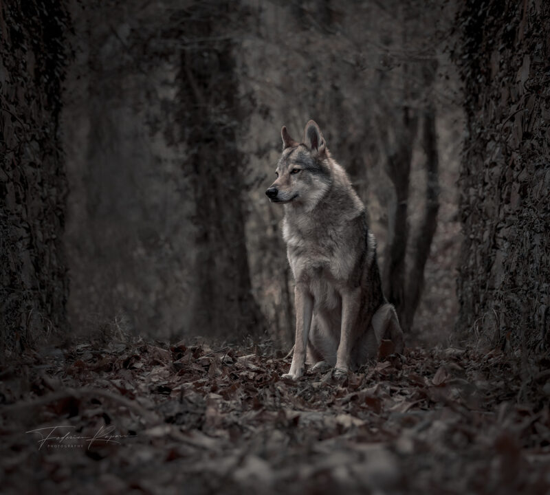 wolfdog project