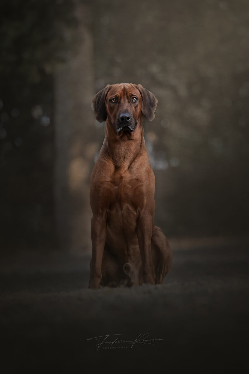 cani federica repossi