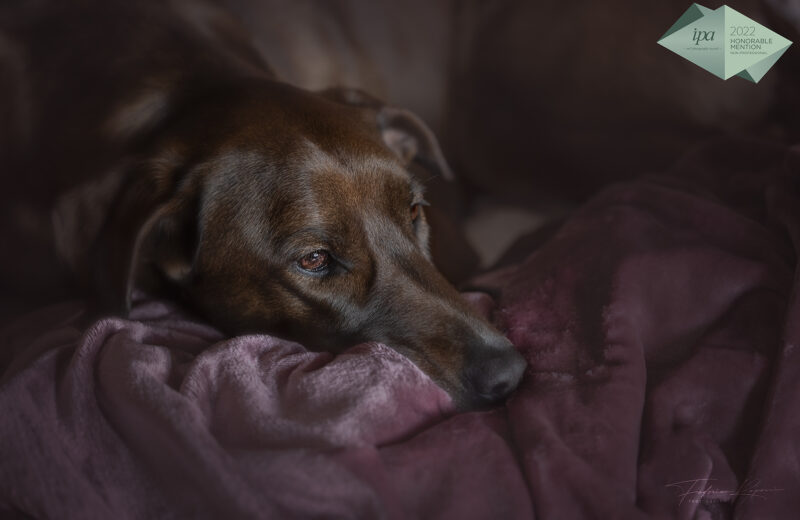 honorable mention ipa 2022 dog