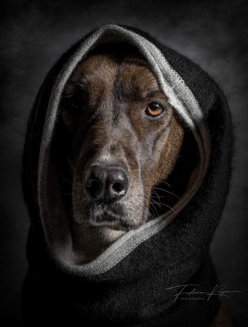 Dog portrait