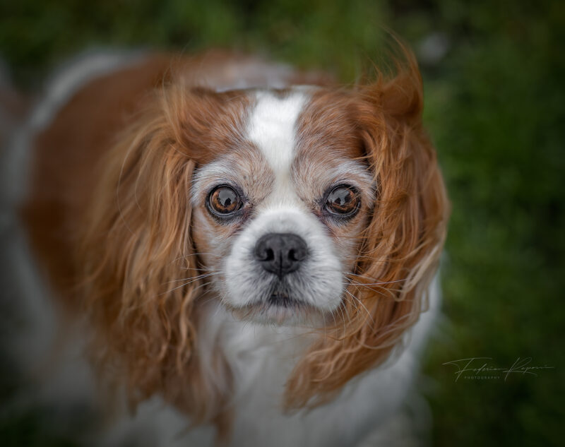Cavalier King Charles Spaniel Blenheim Liguria