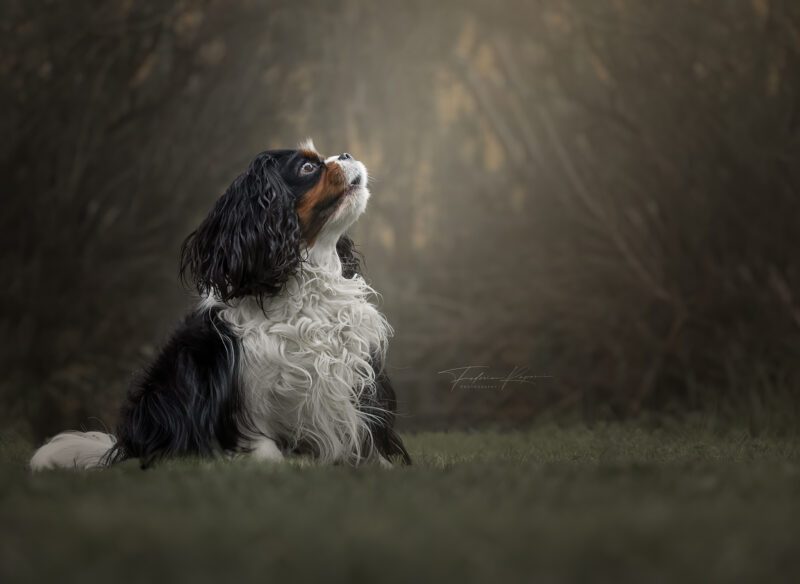 Cavalier King Liguria