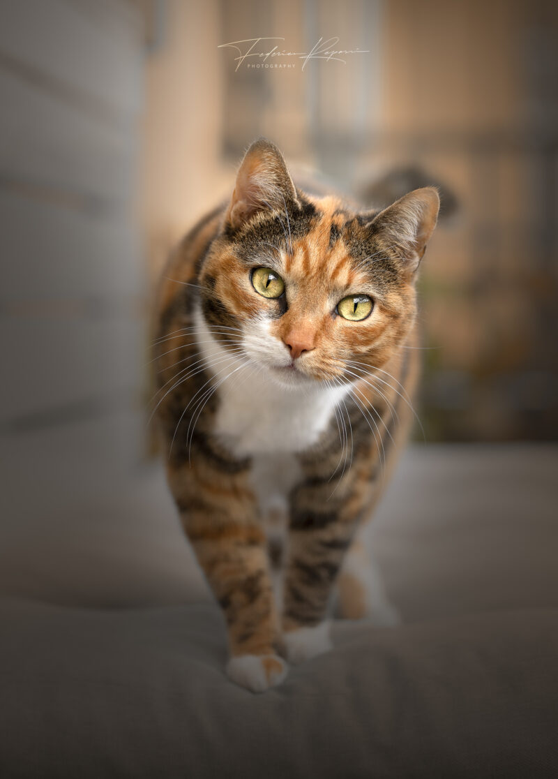 Gatto multicolore Liguria