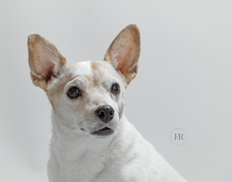 Jack Russel Genova