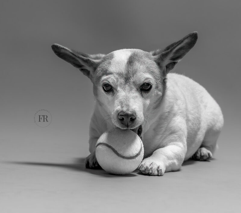 Jack Russel Liguria