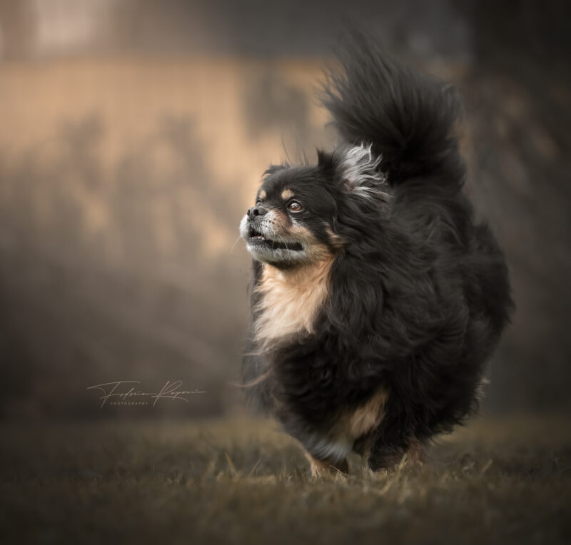 Tibetan Spaniel Genova