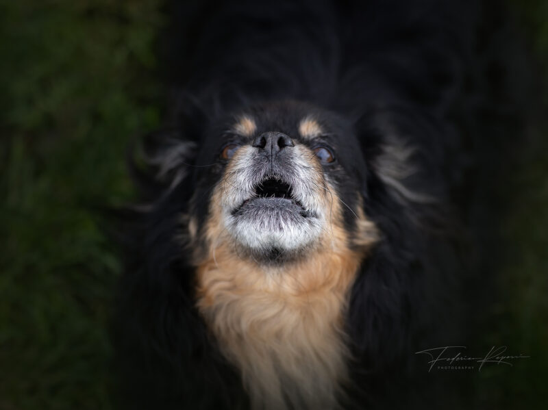 Tibetan Spaniel Liguria
