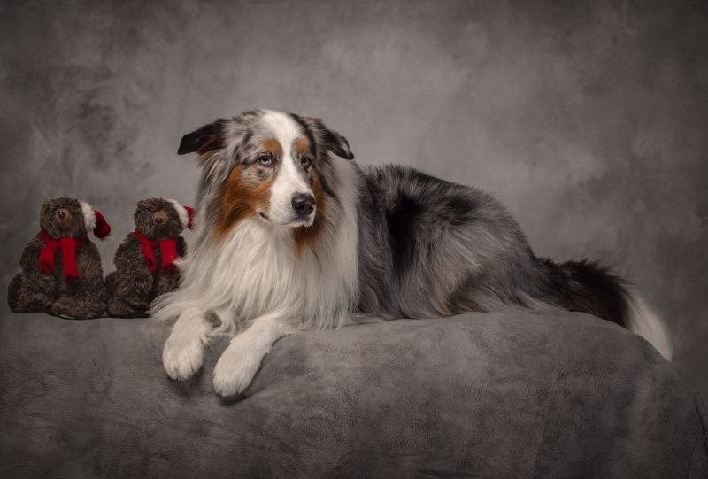 Australian Sheperd Studio