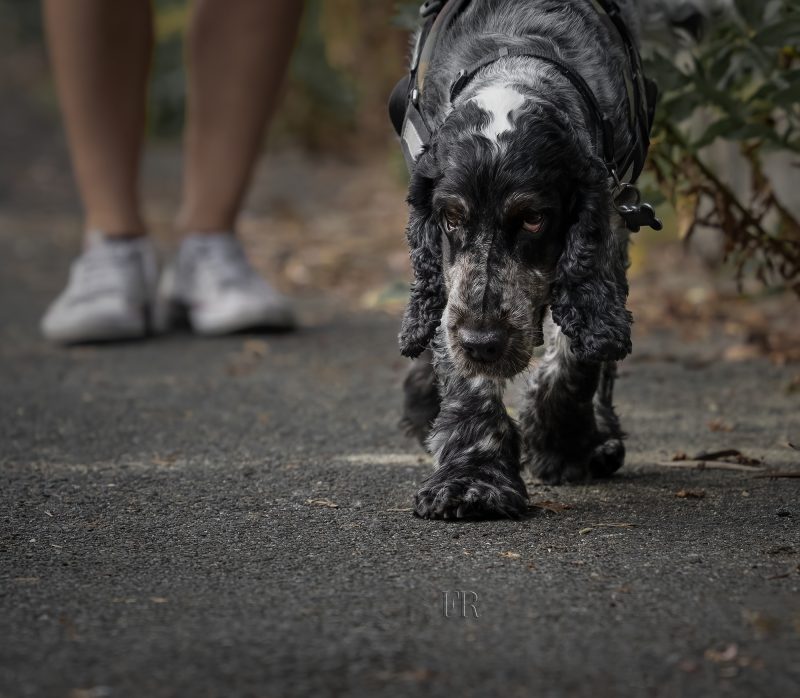 Dog-Mantrailing