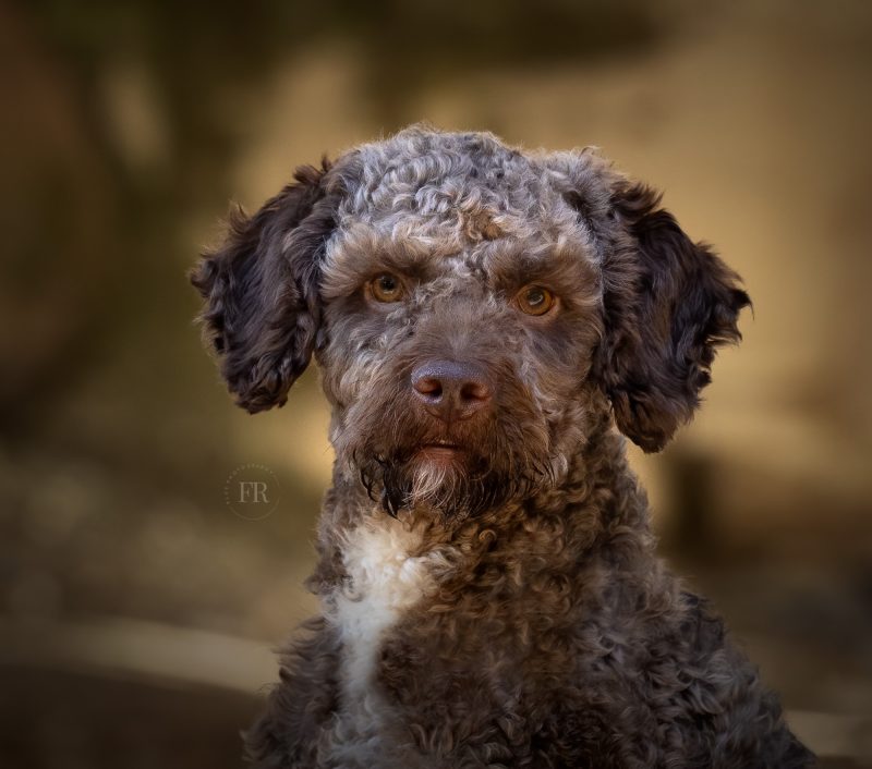 Dog Portrait