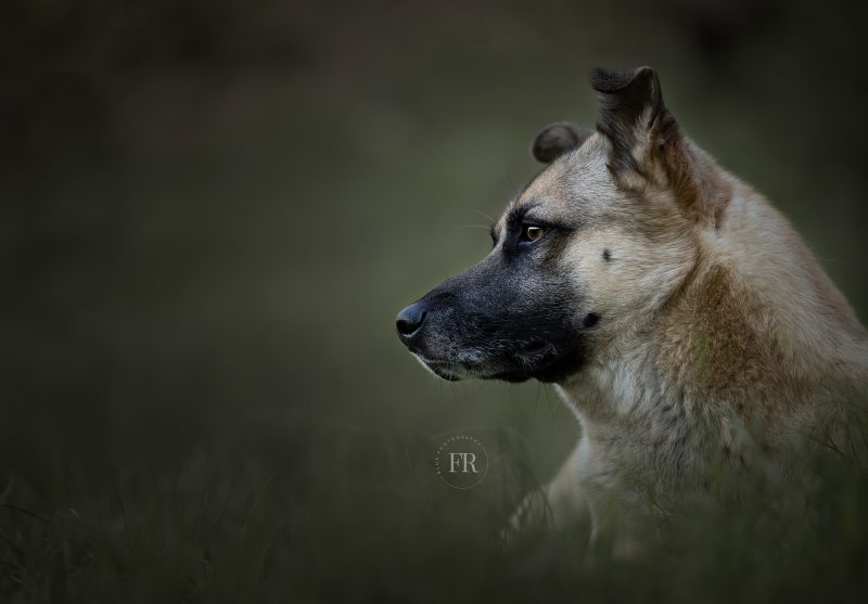 Dog portrait