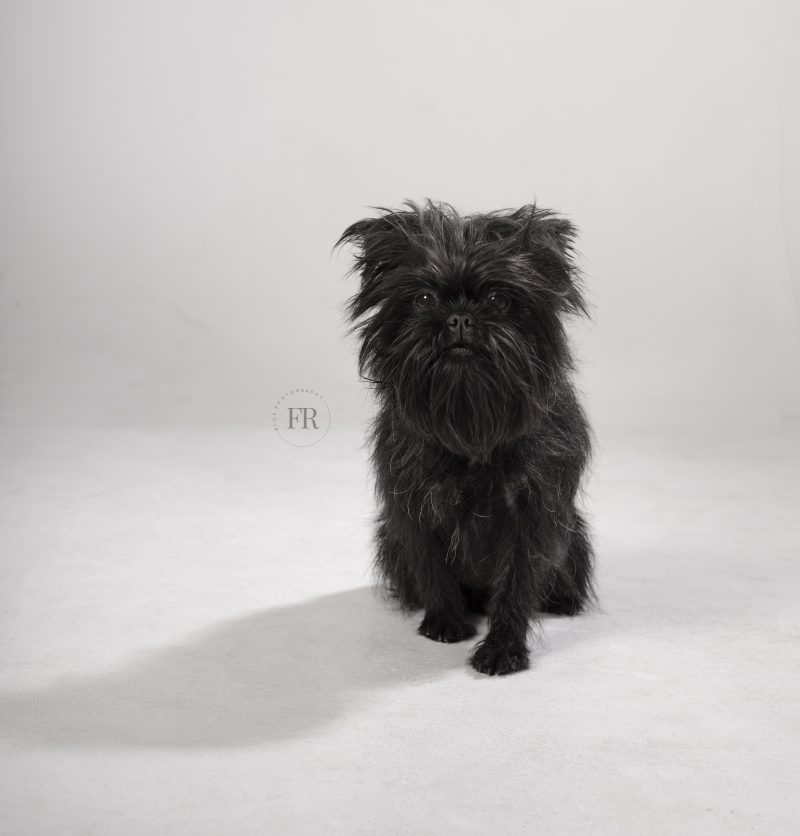 Studio B&W Dog Portrait