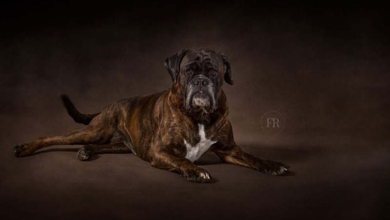 Studio Dog Portrait