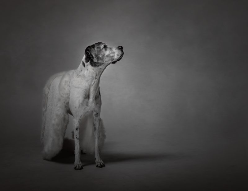 Studio Dog Portrait B&W