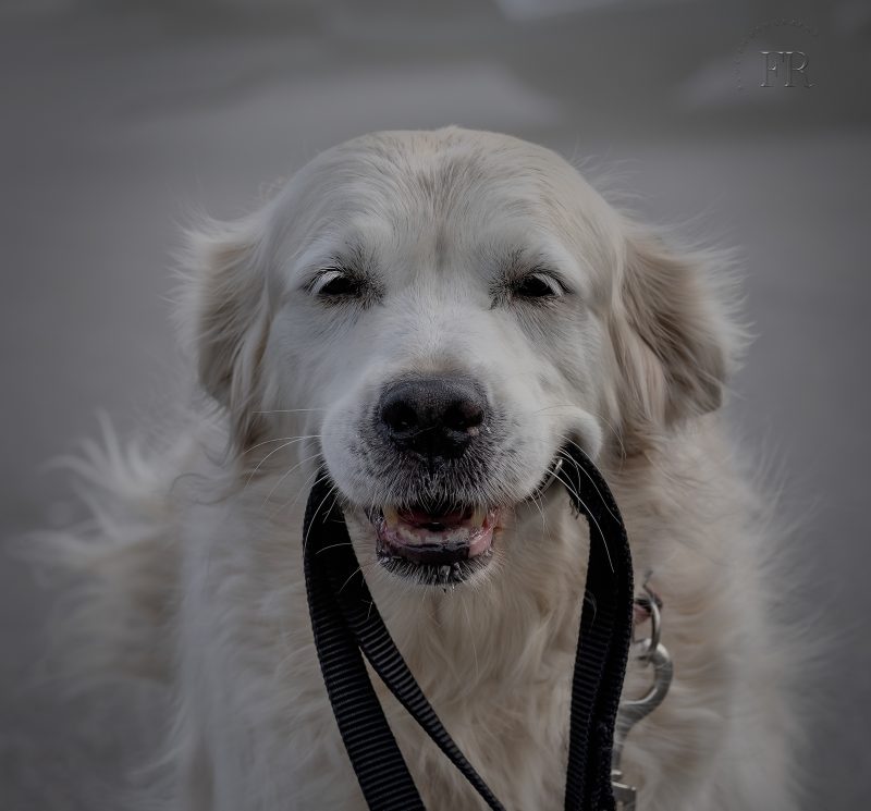 White Dog Portrait