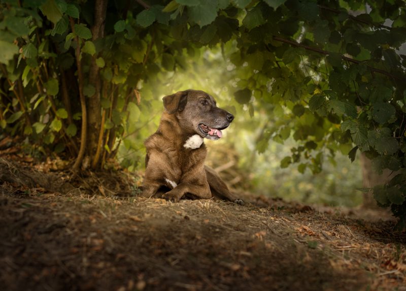 cane sdraiato in giardino