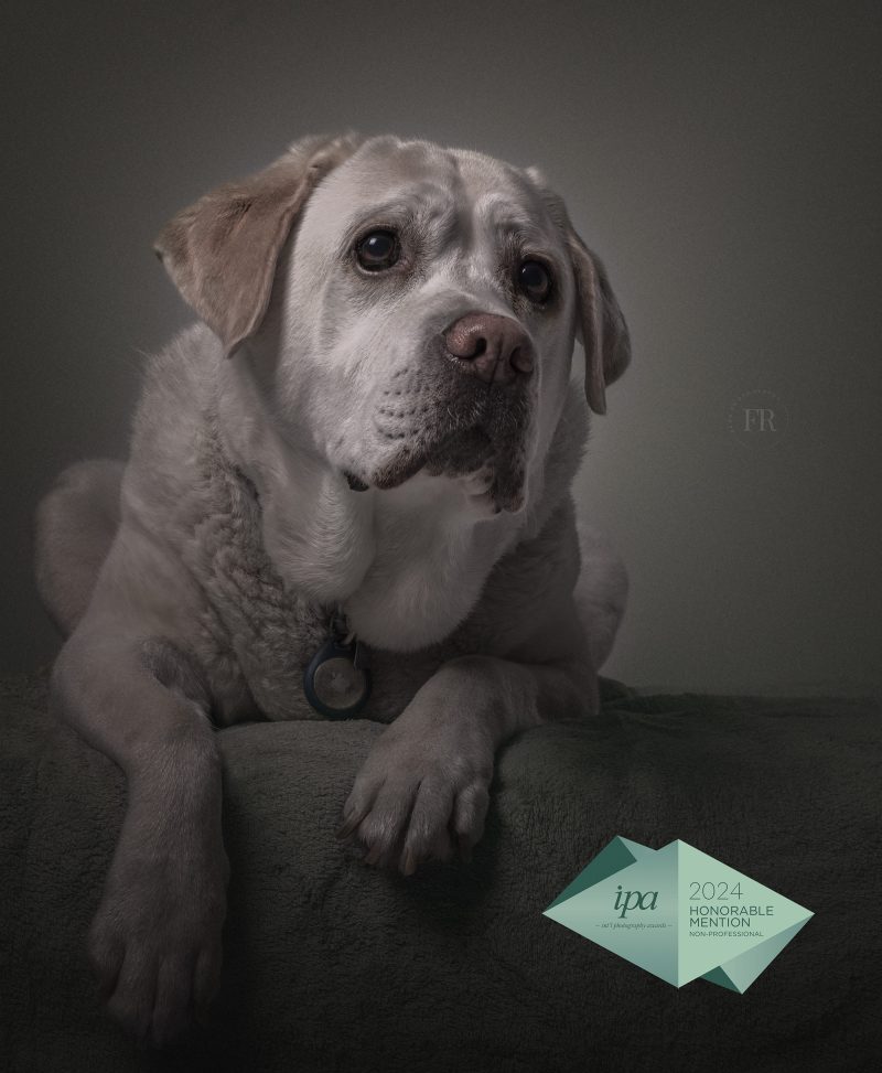 Labrador ritratto menzione d'onore IPA 2024