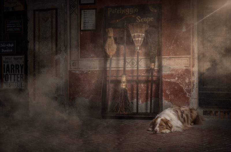 cane Grazzano Visconti Harry Potter