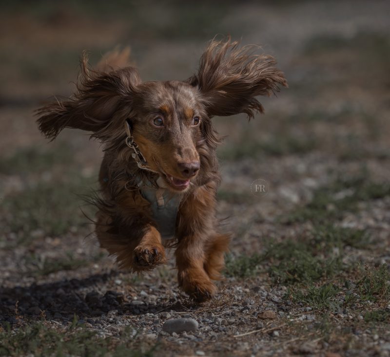 cane corre