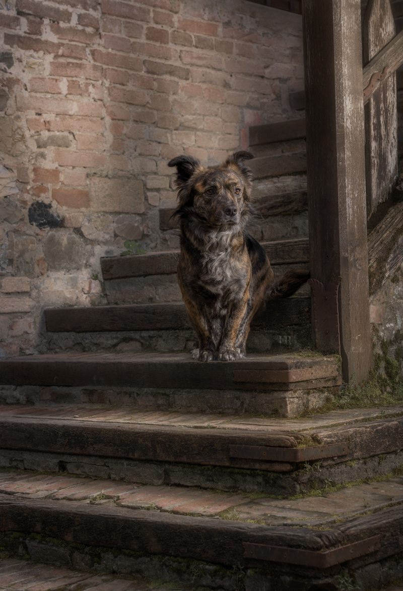 cane in posa Grazzano Visconti