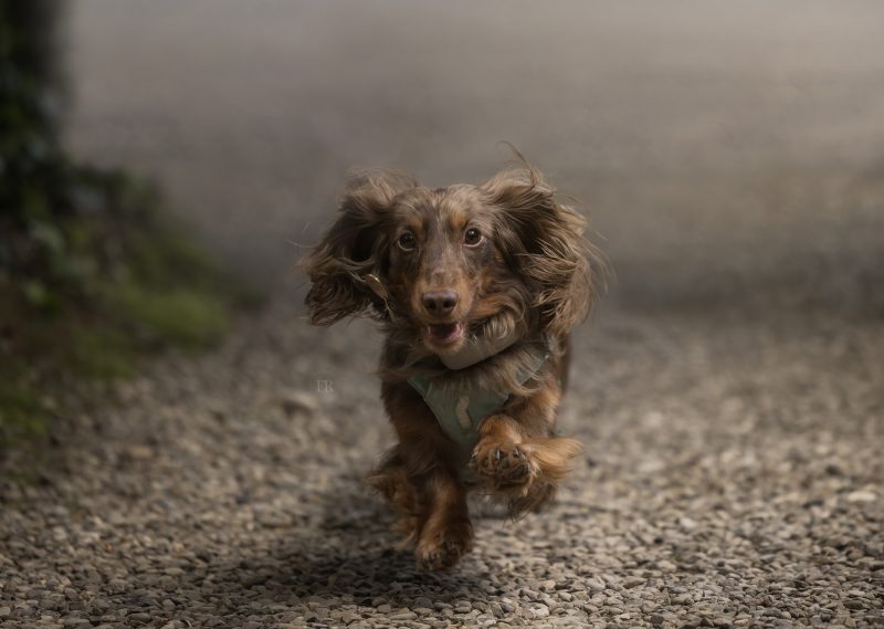 cane piccolo corre