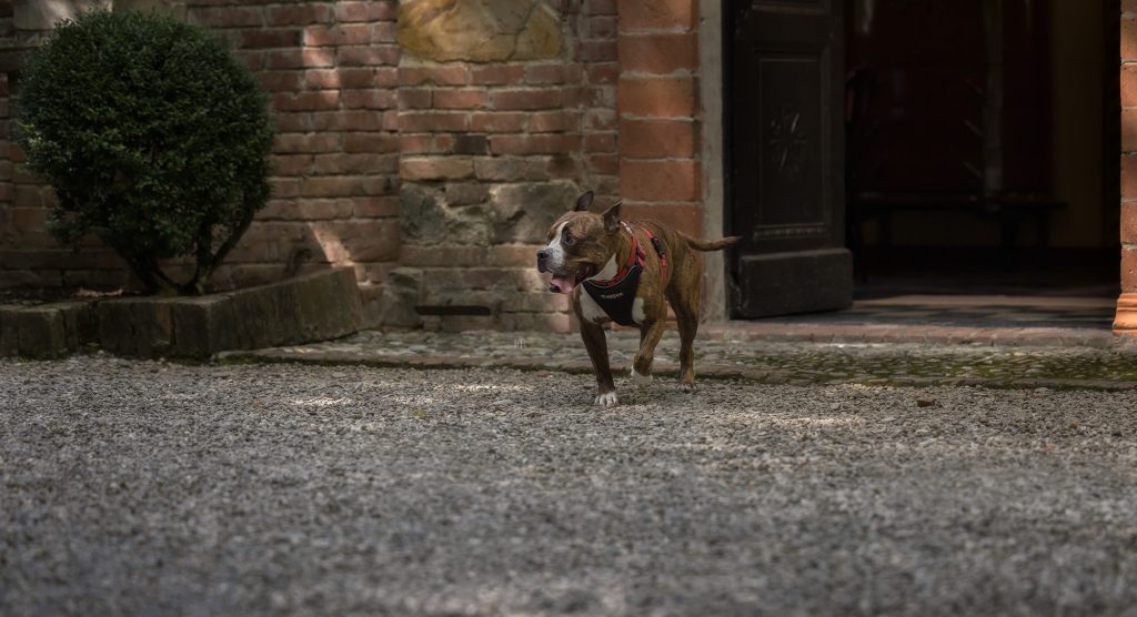 cane pitbul