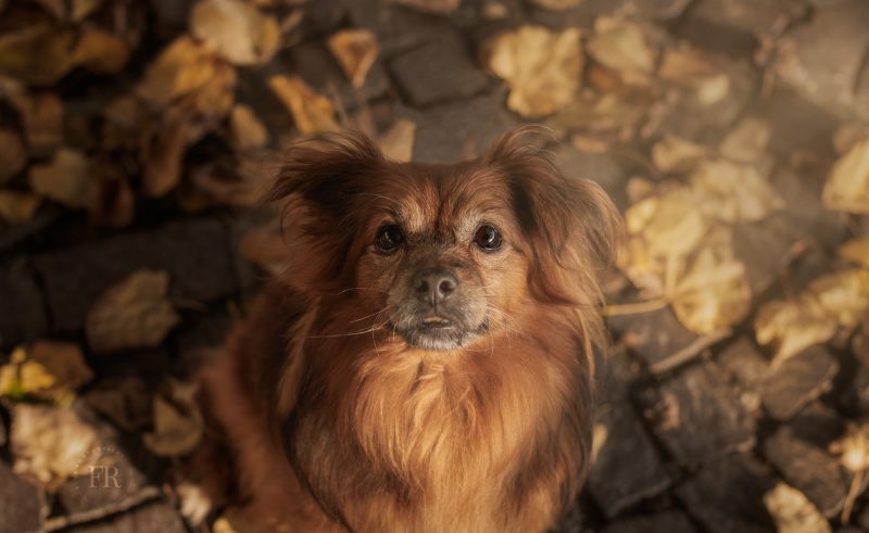 cane tutto in uno sguardo