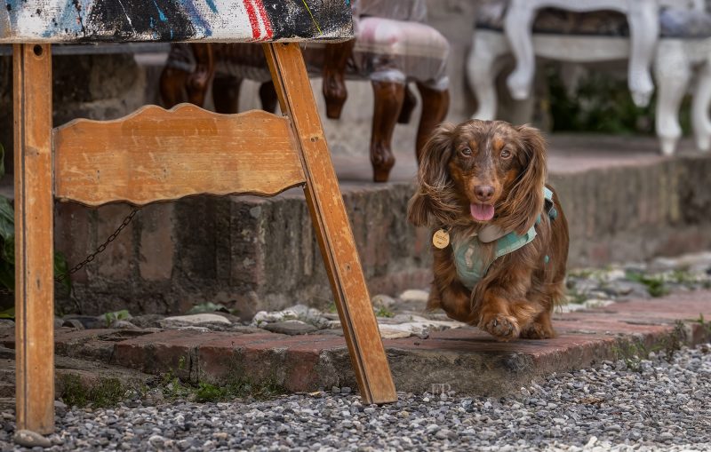 ritratto cane bassotto pelo lungo