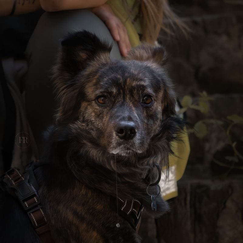 sguardo cane ritratto